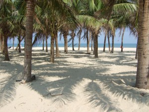 hoi an cocotiers