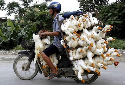 Des canards vivants sur une moto