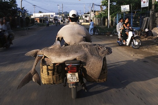 Requin sable sur une moto