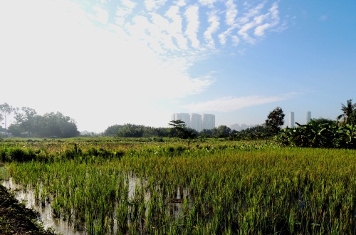 Vue sur rizières péninsule Thanh Da