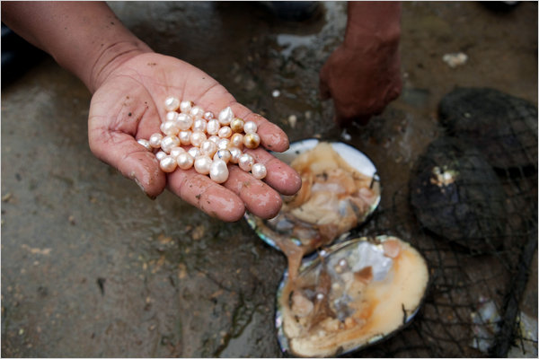 Perles de Phu Quoc sorties des huîtres