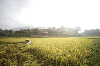 View over the rice paddies